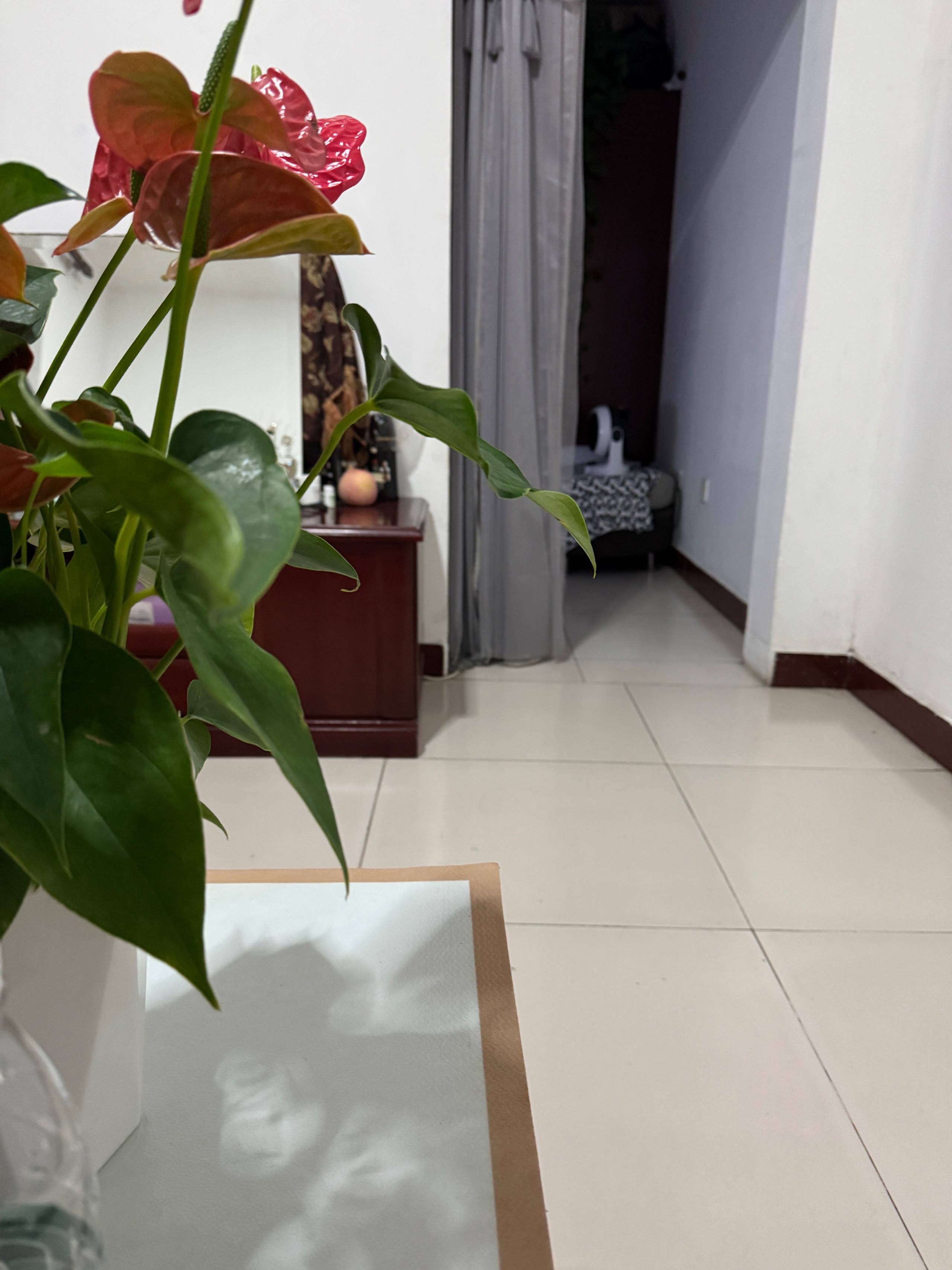 IMG_2065.jpeg